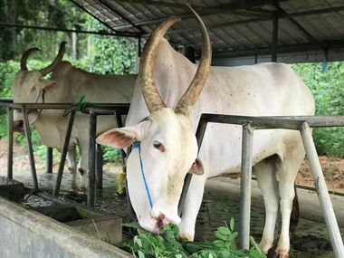 Sri Lankan Cow