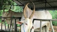 Sri Lankan Cow