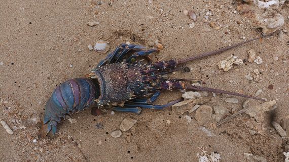 Purple Violet Rock Lobster