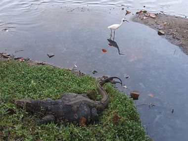 Water Monitor