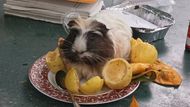 Guinea pig in passion fruit