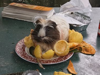 Guinea pig in passion fruit