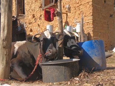 Тхумские коровы