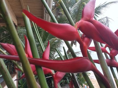 Клюв попугая