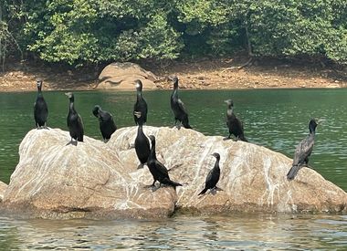 Бакланы Кералы