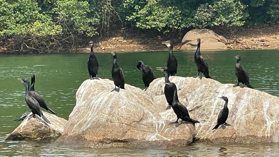 Cormorants