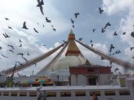 Pigeons of Boudhanath