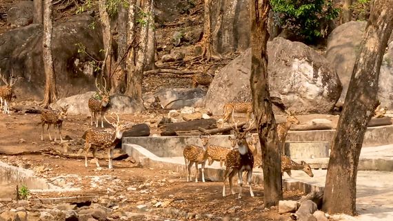 A stag of an untimid dozen