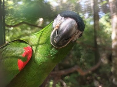 Parakeet