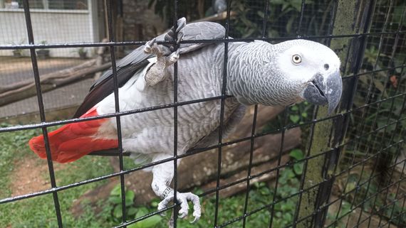 Jailbird